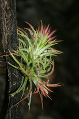 Tillandsia ionantha
