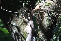 Sciurus oculatus