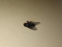 Calliphora vicina