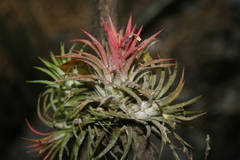 Tillandsia ionantha