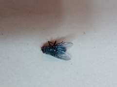 Calliphora vicina