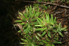 Mammillaria longimamma