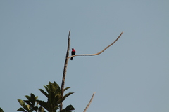 Ramphocelus nigrogularis