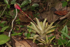 Vriesea carinata