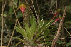 Vriesea carinata