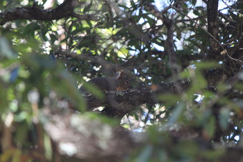Sciurus oculatus