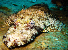 Papilloculiceps longiceps