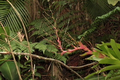 Vriesea philippocoburgi