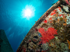 Monanchora arbuscula