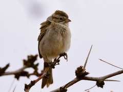 Spizella breweri