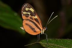 Hypothyris fluonia berna