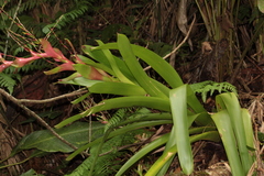 Vriesea philippocoburgi