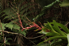 Vriesea philippocoburgi