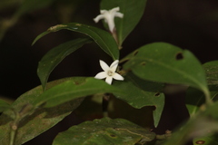 Psychotria suterella