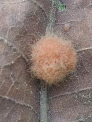 Druon quercusflocci