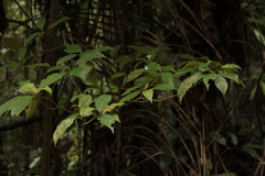 Psychotria suterella
