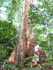 Parkia pendula