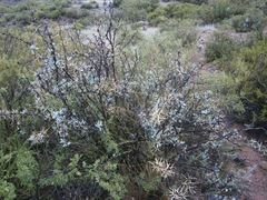 Berberis grevilleana