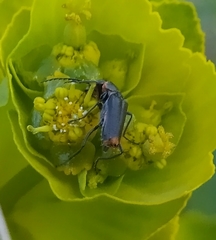 Clanoptilus abdominalis