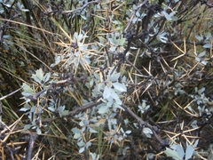 Berberis grevilleana