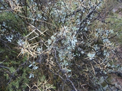 Berberis grevilleana