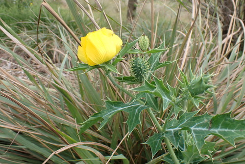 Papaveraceae image