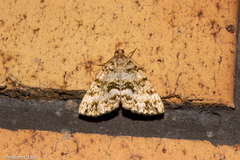 Pseudocoremia lactiflua