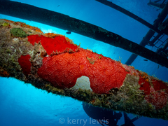 Monanchora arbuscula