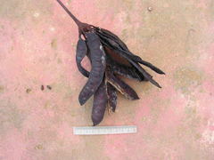Parkia pendula