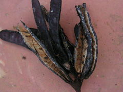 Parkia pendula