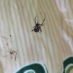 Latrodectus hesperus