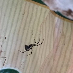 Latrodectus hesperus