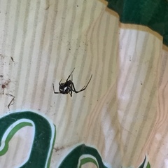 Latrodectus hesperus