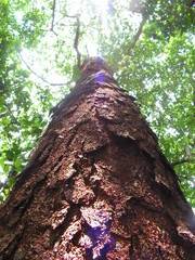 Parkia pendula