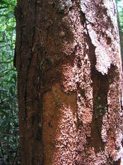 Parkia pendula
