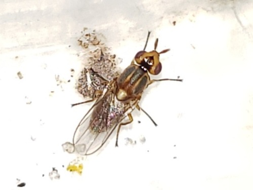 Parectecephala maculiceps