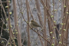 Phylloscopus collybita