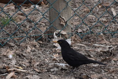 Turdus merula