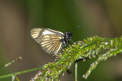 Heliopetes ochroleuca