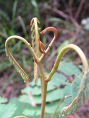 Stryphnodendron pulcherrimum
