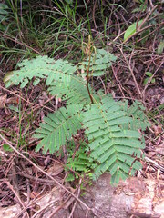 Stryphnodendron pulcherrimum