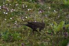 Turdus merula
