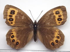 Erebia ligea takanonis