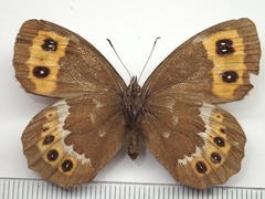 Erebia ligea takanonis