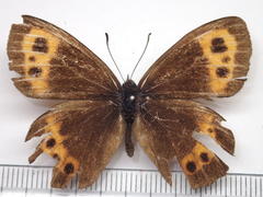 Erebia ligea takanonis