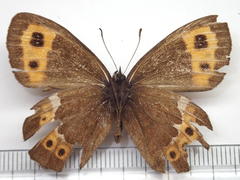 Erebia ligea takanonis