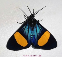 Crocomela colorata splendida