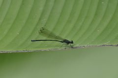 Argia lilacina