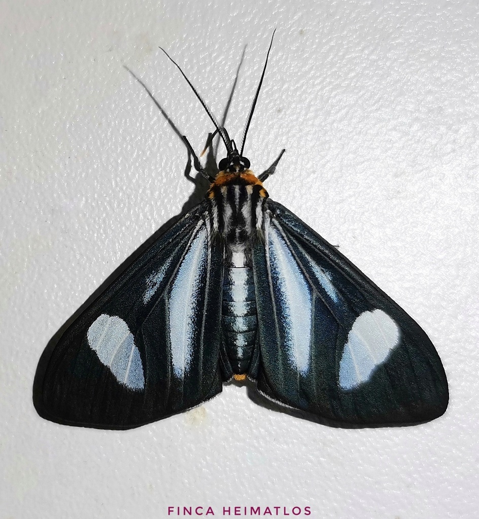 Calodesma dioptis