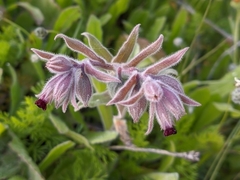 Nonea vesicaria